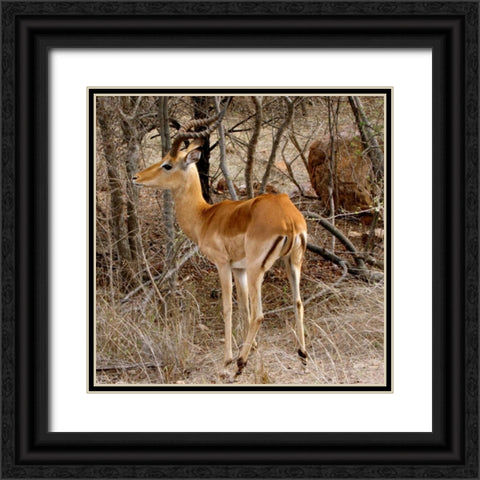 Impala V Black Ornate Wood Framed Art Print with Double Matting by Underdahl, Dana
