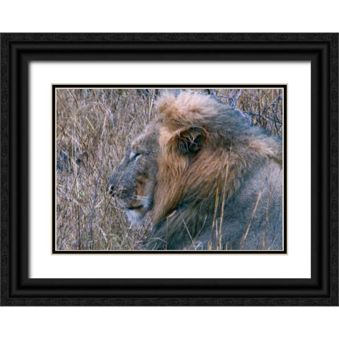 Resting Lion II Black Ornate Wood Framed Art Print with Double Matting by Underdahl, Dana