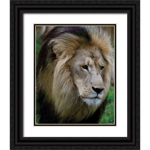 Lion III Black Ornate Wood Framed Art Print with Double Matting by Underdahl, Dana