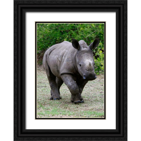 Rhino IV Black Ornate Wood Framed Art Print with Double Matting by Underdahl, Dana