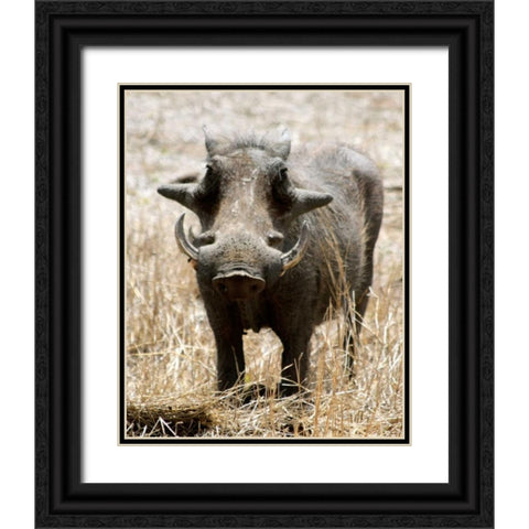 Warthog Black Ornate Wood Framed Art Print with Double Matting by Underdahl, Dana