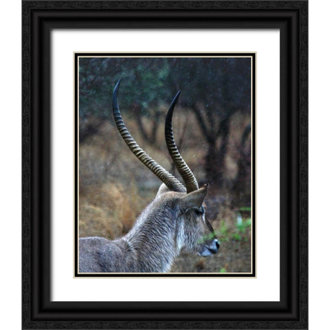 Waterbuck II Black Ornate Wood Framed Art Print with Double Matting by Underdahl, Dana