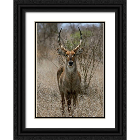 Safari Waterbuck II Black Ornate Wood Framed Art Print with Double Matting by Underdahl, Dana