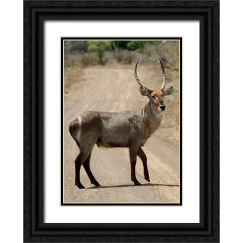 Safari Waterbuck III Black Ornate Wood Framed Art Print with Double Matting by Underdahl, Dana