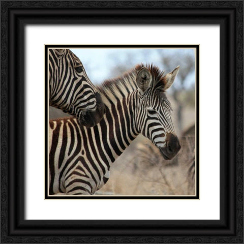 Zebra Baby I Black Ornate Wood Framed Art Print with Double Matting by Underdahl, Dana