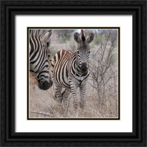 Zebra Baby II Black Ornate Wood Framed Art Print with Double Matting by Underdahl, Dana