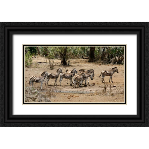 Safari Zebras Group I Black Ornate Wood Framed Art Print with Double Matting by Underdahl, Dana