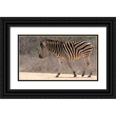 Safari Zebra II Black Ornate Wood Framed Art Print with Double Matting by Underdahl, Dana