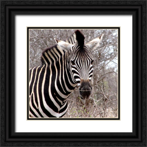 Safari Zebra IV Black Ornate Wood Framed Art Print with Double Matting by Underdahl, Dana