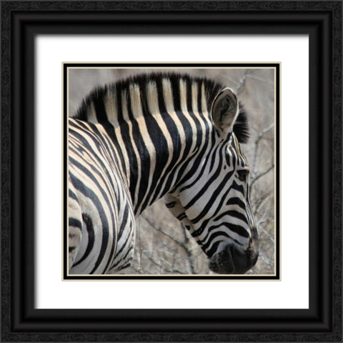 Sarari Zebra VI Black Ornate Wood Framed Art Print with Double Matting by Underdahl, Dana