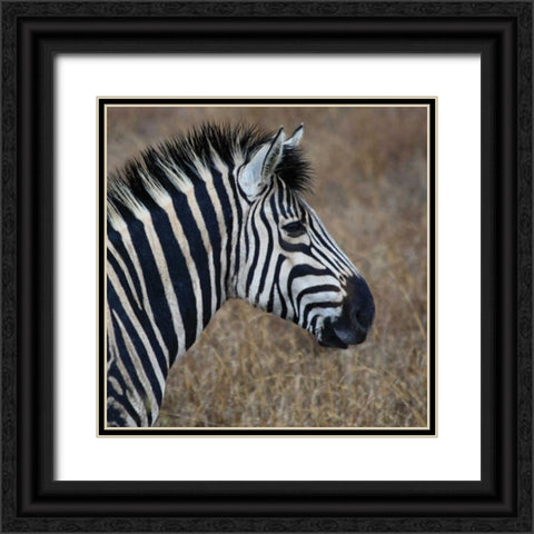 Sarari Zebra VII Black Ornate Wood Framed Art Print with Double Matting by Underdahl, Dana