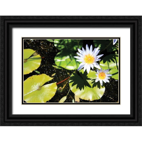 Blue Water Lily II Black Ornate Wood Framed Art Print with Double Matting by Underdahl, Dana