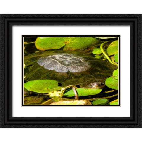Water Lily Turtle Black Ornate Wood Framed Art Print with Double Matting by Underdahl, Dana