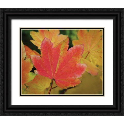 Maple Leaves Perfection II Black Ornate Wood Framed Art Print with Double Matting by Geyman, Vitaly