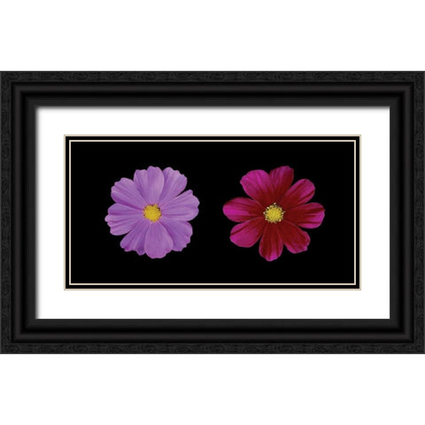 Cosmos Flower Duet Black Ornate Wood Framed Art Print with Double Matting by Geyman, Vitaly