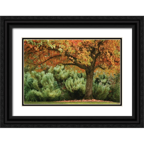 Ocean of Colors Black Ornate Wood Framed Art Print with Double Matting by Geyman, Vitaly