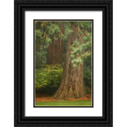 Ancient Forest I Black Ornate Wood Framed Art Print with Double Matting by Geyman, Vitaly