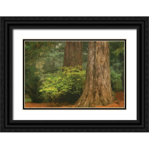 Ancient Forest III Black Ornate Wood Framed Art Print with Double Matting by Geyman, Vitaly