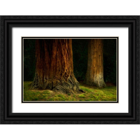 Ancient Forest IV Black Ornate Wood Framed Art Print with Double Matting by Geyman, Vitaly