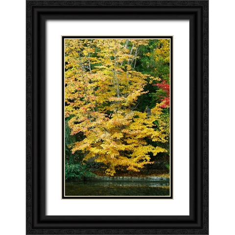 Tree Delicacy II Black Ornate Wood Framed Art Print with Double Matting by Geyman, Vitaly