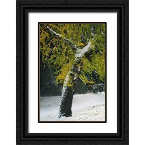 Last of Color II Black Ornate Wood Framed Art Print with Double Matting by Geyman, Vitaly