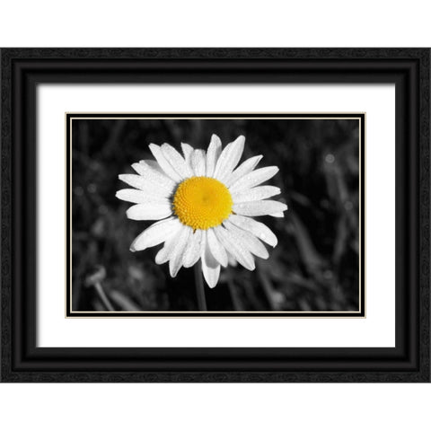 Morning Daisy I Black Ornate Wood Framed Art Print with Double Matting by Geyman, Vitaly