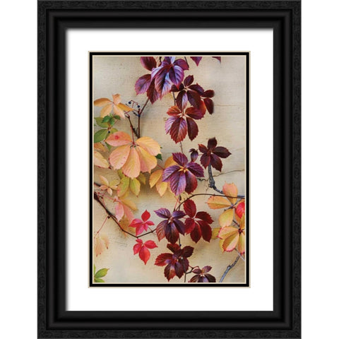 Vine Leaf Romance I Black Ornate Wood Framed Art Print with Double Matting by Vitaly, Geyman