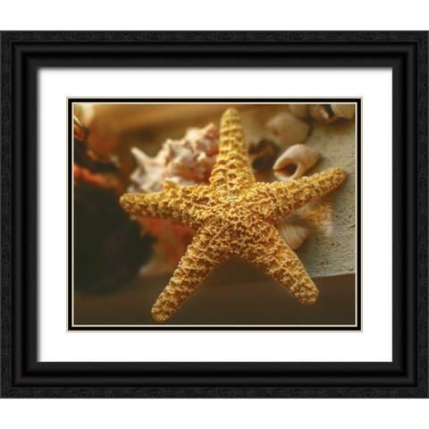 Starfish I Black Ornate Wood Framed Art Print with Double Matting by Clayton-Thompson, Philip