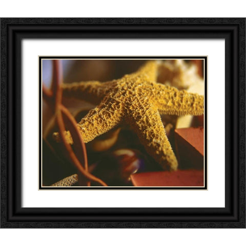 Starfish IV Black Ornate Wood Framed Art Print with Double Matting by Clayton-Thompson, Philip