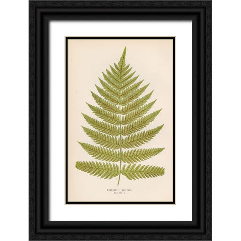 Woodwardia Radicans Black Ornate Wood Framed Art Print with Double Matting by Art Licensing Studio