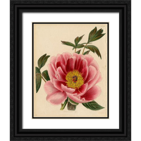 Paeonia Montan Black Ornate Wood Framed Art Print with Double Matting by Art Licensing Studio