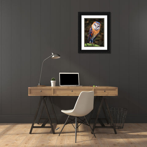 Cute Owl Black Ornate Wood Framed Art Print with Double Matting by Heine, Ben