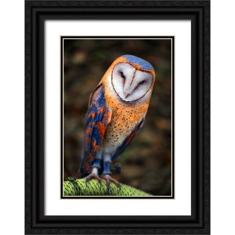 Cute Owl Black Ornate Wood Framed Art Print with Double Matting by Heine, Ben