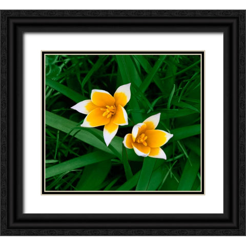 Birth Black Ornate Wood Framed Art Print with Double Matting by Heine, Ben