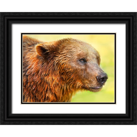 Cute Bear 2 Black Ornate Wood Framed Art Print with Double Matting by Heine, Ben