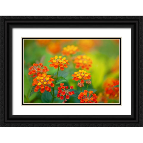 Tunisia 58 Black Ornate Wood Framed Art Print with Double Matting by Heine, Ben