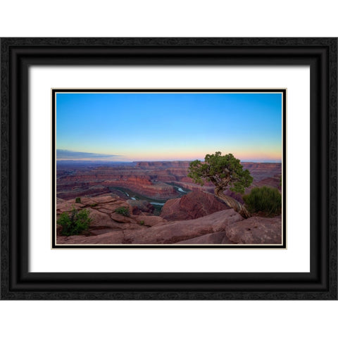 Lone Tree At Dead Horse Point Black Ornate Wood Framed Art Print with Double Matting by Sherrell, Bill
