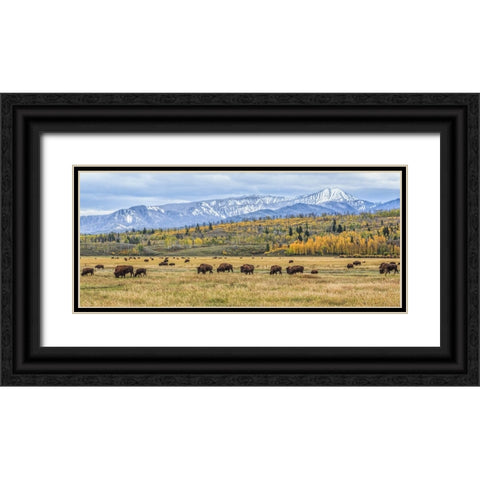 Grand Teton Bison Grazing Black Ornate Wood Framed Art Print with Double Matting by Galloimages Online