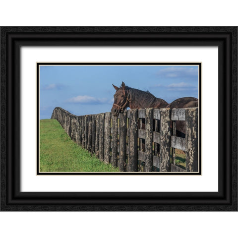 Hanging Out Black Ornate Wood Framed Art Print with Double Matting by Galloimages Online