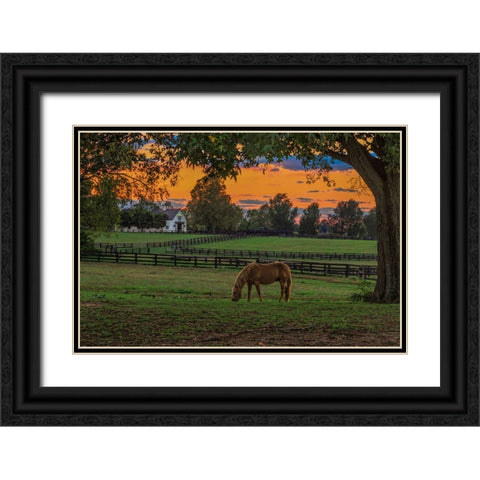 Horse Farm Sunset Black Ornate Wood Framed Art Print with Double Matting by Galloimages Online
