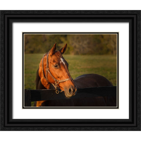 Horse Portrait Black Ornate Wood Framed Art Print with Double Matting by Galloimages Online