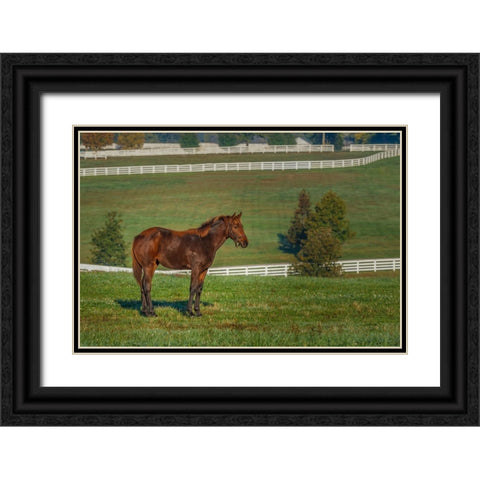 Out Standing In His Field (Oil Paint) Black Ornate Wood Framed Art Print with Double Matting by Galloimages Online