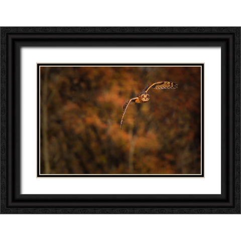 Short Eared Owl Black Ornate Wood Framed Art Print with Double Matting by Galloimages Online