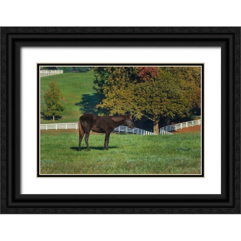 The Mane Event Black Ornate Wood Framed Art Print with Double Matting by Galloimages Online