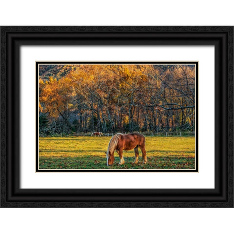 Cades Cove Horses At Sunset Black Ornate Wood Framed Art Print with Double Matting by Galloimages Online
