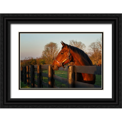 Horse At Sunset Black Ornate Wood Framed Art Print with Double Matting by Galloimages Online