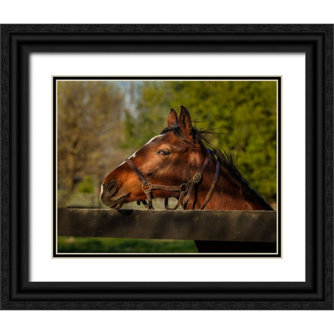 Horse Portrait Black Ornate Wood Framed Art Print with Double Matting by Galloimages Online