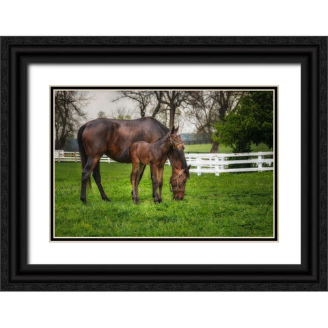 Mare And Foal Together Black Ornate Wood Framed Art Print with Double Matting by Galloimages Online