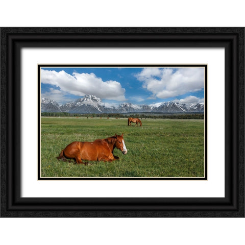 Teton Horses Black Ornate Wood Framed Art Print with Double Matting by Galloimages Online