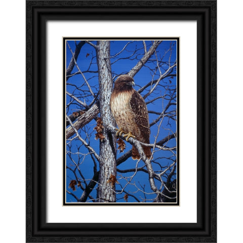 Red Tailed Hawk Black Ornate Wood Framed Art Print with Double Matting by Tift, Jeff